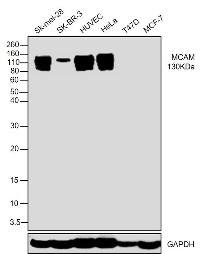 CD146 Antibody in Western Blot (WB)