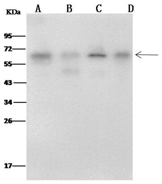 METAP2 Antibody in Western Blot (WB)