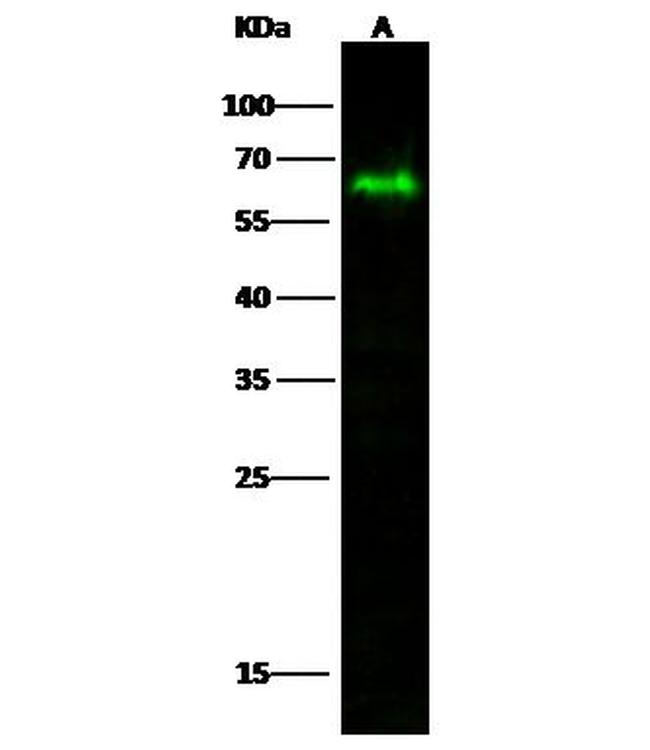 MICB Antibody in Western Blot (WB)