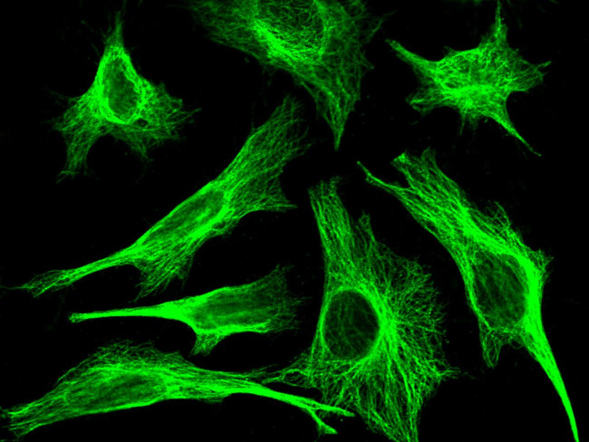 MID1IP1 Antibody in Immunocytochemistry (ICC/IF)