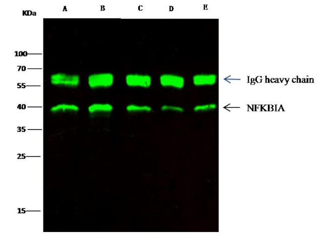 IkB alpha Antibody in Immunoprecipitation (IP)