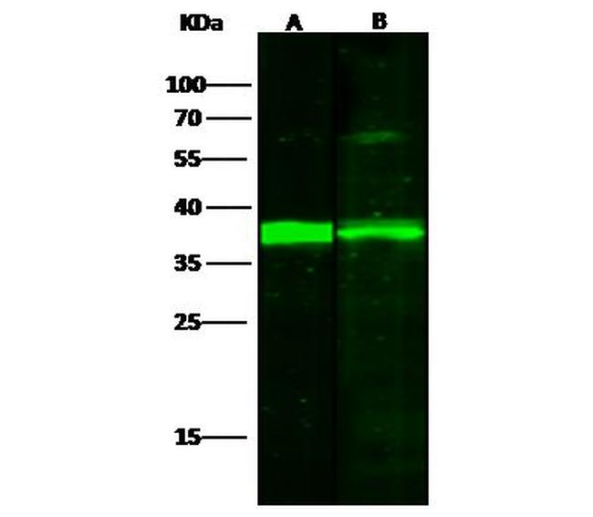 IkB alpha Antibody in Western Blot (WB)