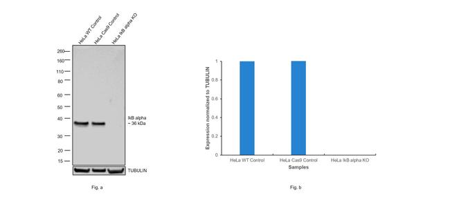 IkB alpha Antibody in Western Blot (WB)