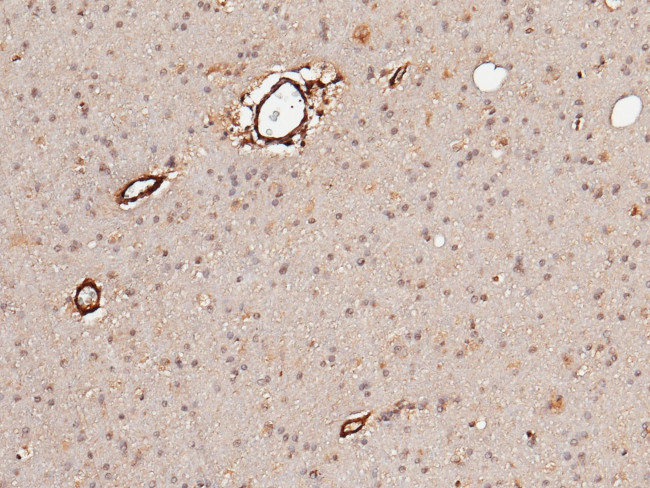 Neuroligin 1 Antibody in Immunohistochemistry (Paraffin) (IHC (P))