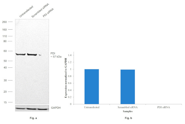 PDI Antibody