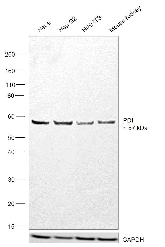 PDI Antibody in Western Blot (WB)