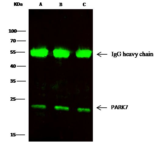 DJ-1 Antibody in Immunoprecipitation (IP)