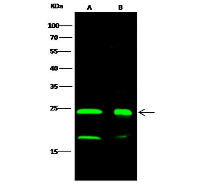 DJ-1 Antibody in Western Blot (WB)