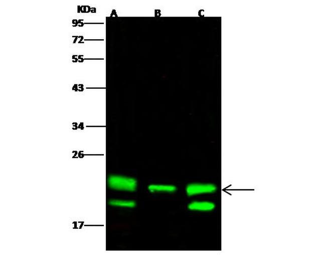 PEBP1 Antibody in Western Blot (WB)