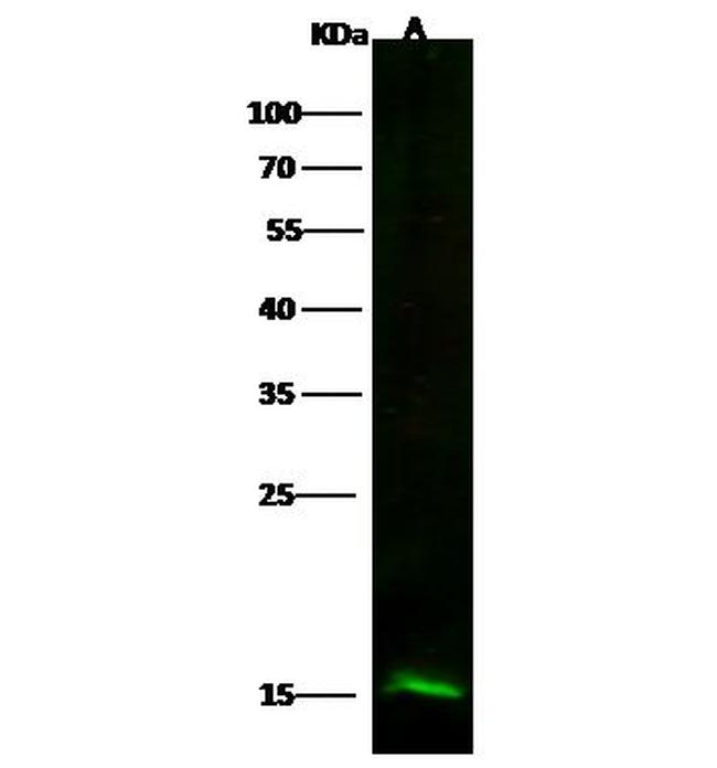 Profilin 2 Antibody in Western Blot (WB)