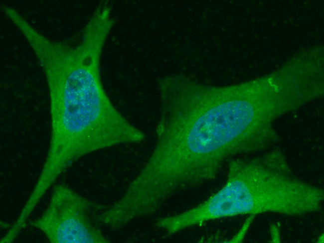 PHPT1 Antibody in Immunocytochemistry (ICC/IF)