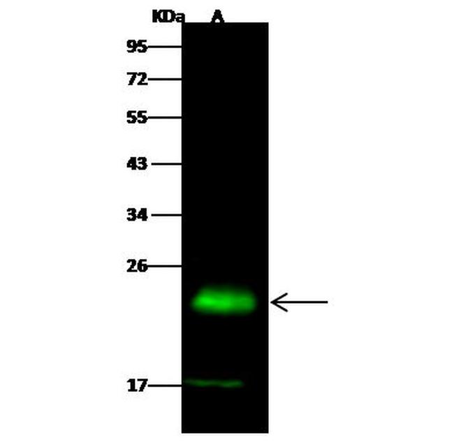 PMVK Antibody in Western Blot (WB)