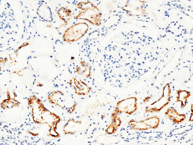 RBP4 Antibody in Immunohistochemistry (Paraffin) (IHC (P))