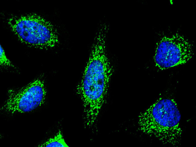 PRDX5 Antibody in Immunocytochemistry (ICC/IF)