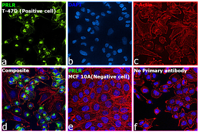 Prolactin Receptor Antibody in Immunocytochemistry (ICC/IF)