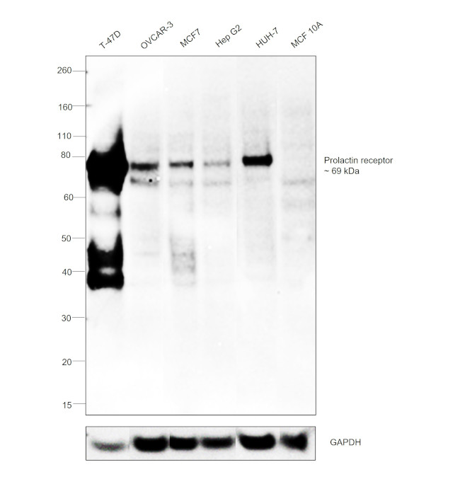 Prolactin Receptor Antibody in Western Blot (WB)