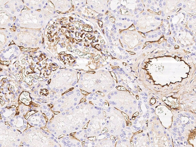 EPCR Antibody in Immunohistochemistry (Paraffin) (IHC (P))