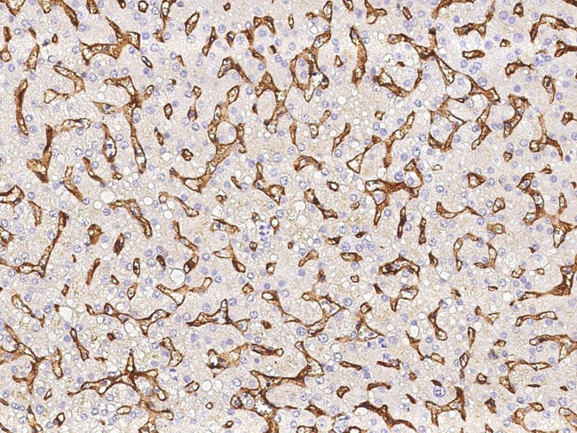 EPCR Antibody in Immunohistochemistry (Paraffin) (IHC (P))