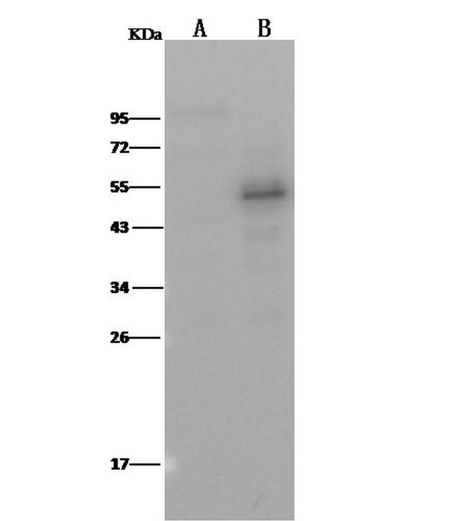 PTP1B Antibody in Western Blot (WB)