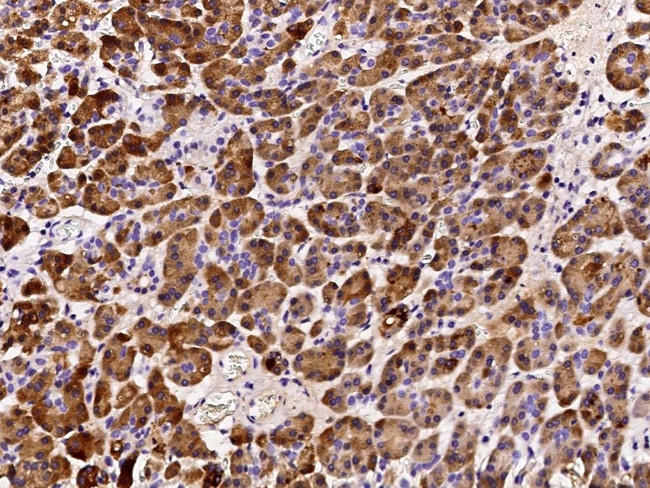 REG1B Antibody in Immunohistochemistry (Paraffin) (IHC (P))