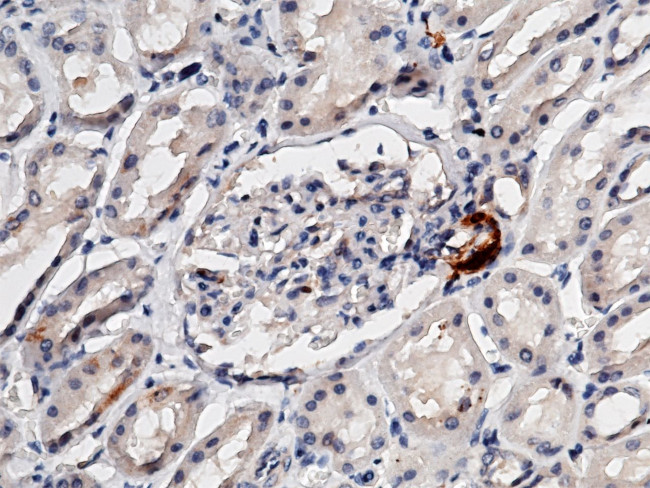 Renin Antibody in Immunohistochemistry (Paraffin) (IHC (P))