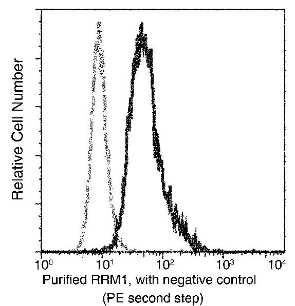 RRM1 Antibody in Flow Cytometry (Flow)