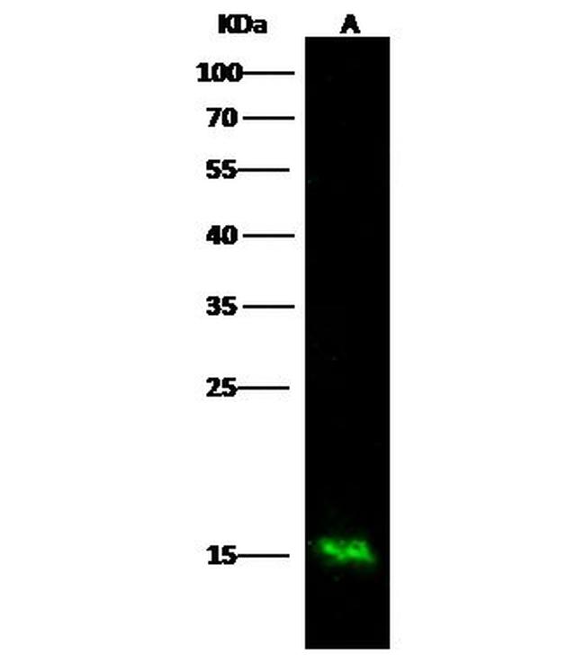 S100A9 Antibody in Western Blot (WB)