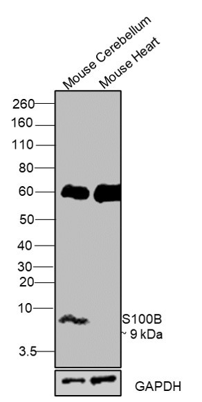 S100B Antibody