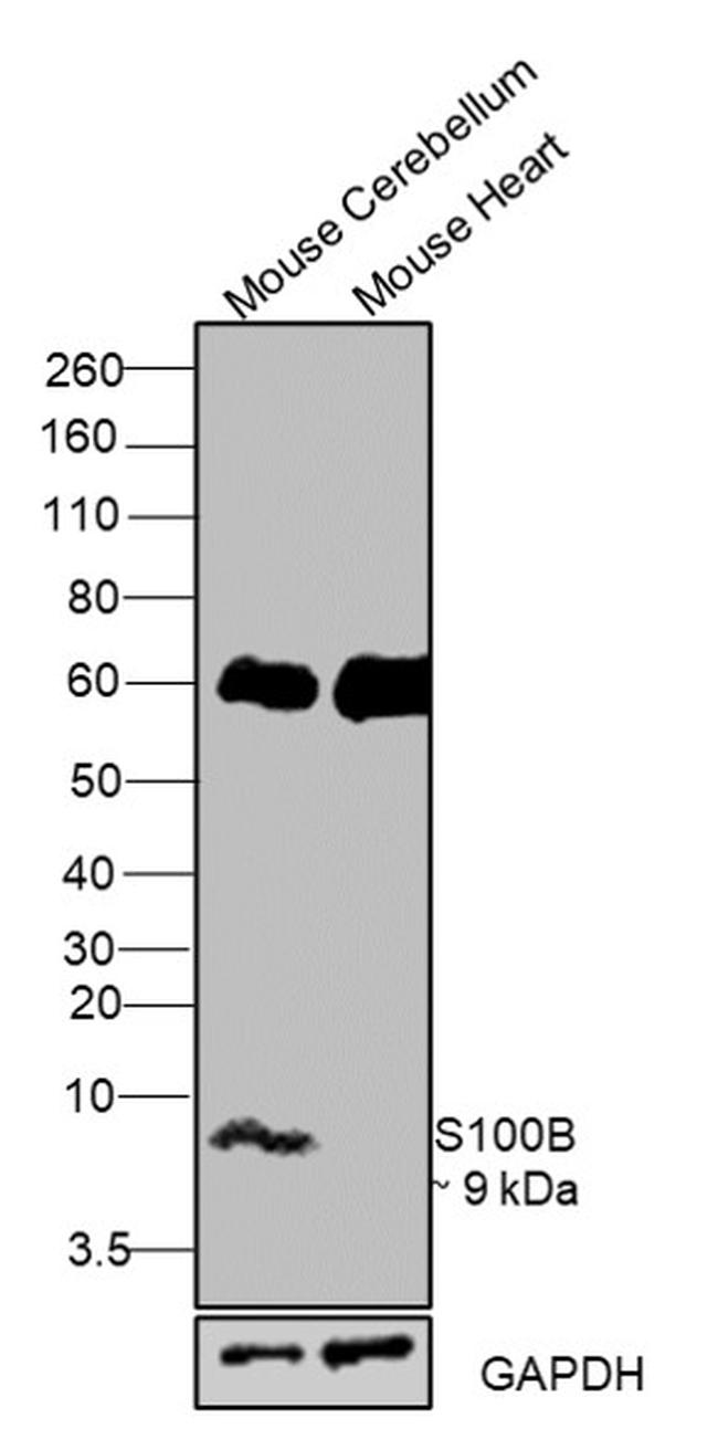 S100B Antibody in Western Blot (WB)