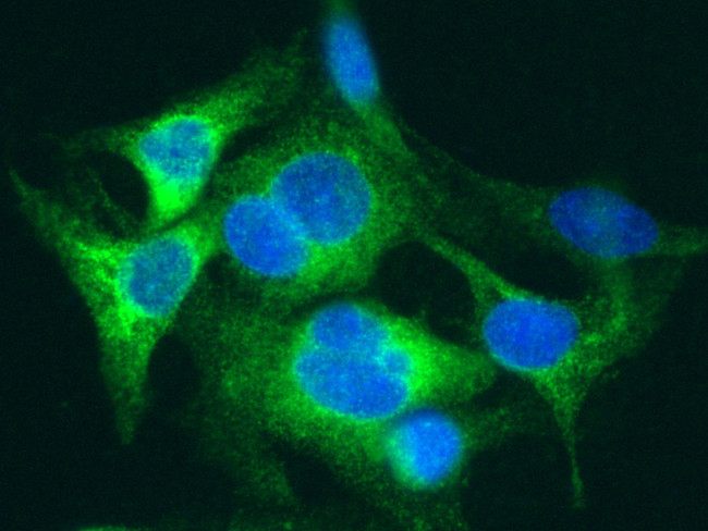 SAA4 Antibody in Immunocytochemistry (ICC/IF)