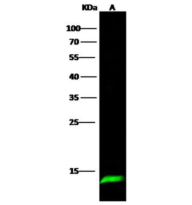 SAA4 Antibody in Western Blot (WB)