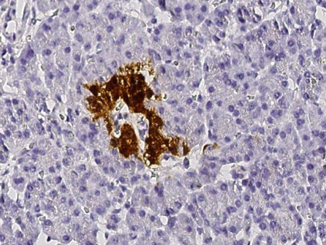 SCGN Antibody in Immunohistochemistry (Paraffin) (IHC (P))