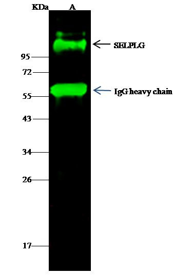 CD162 Antibody in Immunoprecipitation (IP)