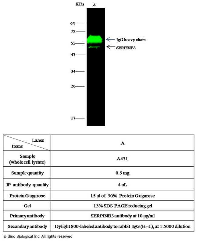 SERPINB3 Antibody in Immunoprecipitation (IP)