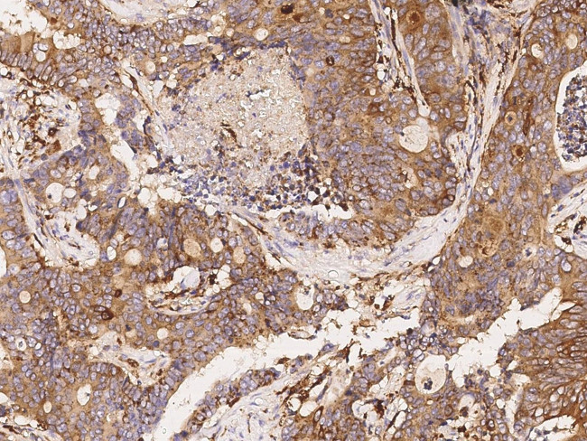 SIAE Antibody in Immunohistochemistry (Paraffin) (IHC (P))