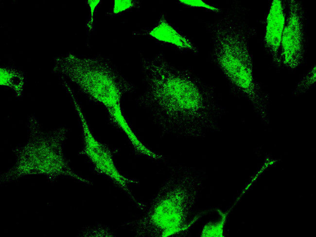 SIRT1 Antibody in Immunocytochemistry (ICC/IF)