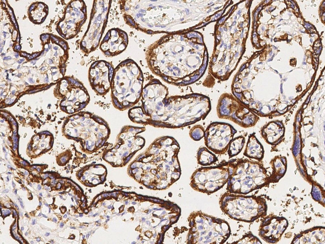 CD98 Antibody in Immunohistochemistry (Paraffin) (IHC (P))