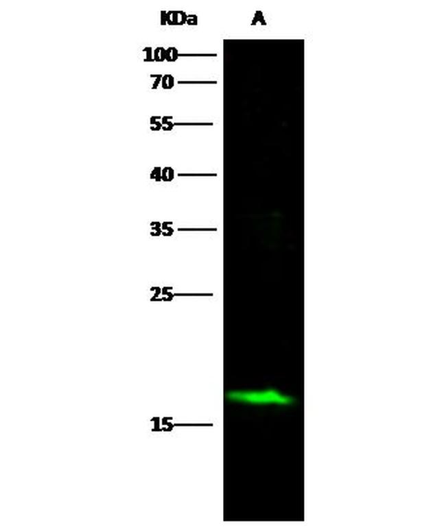 alpha Synuclein Antibody in Western Blot (WB)