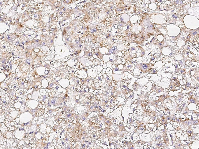 Osteopontin Antibody in Immunohistochemistry (Paraffin) (IHC (P))