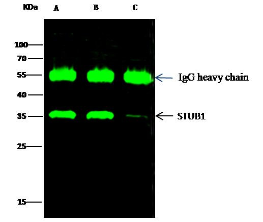 STUB1 Antibody in Immunoprecipitation (IP)