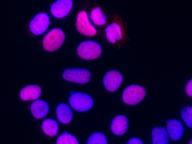 PC4 Antibody in Immunocytochemistry (ICC/IF)