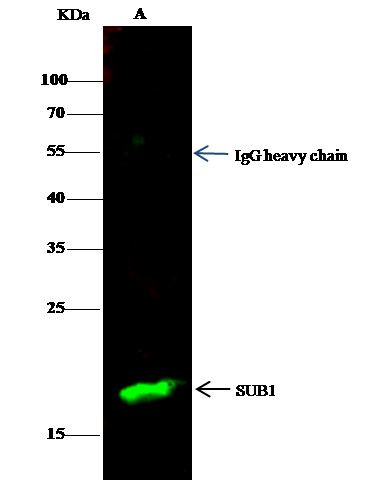 PC4 Antibody in Immunoprecipitation (IP)