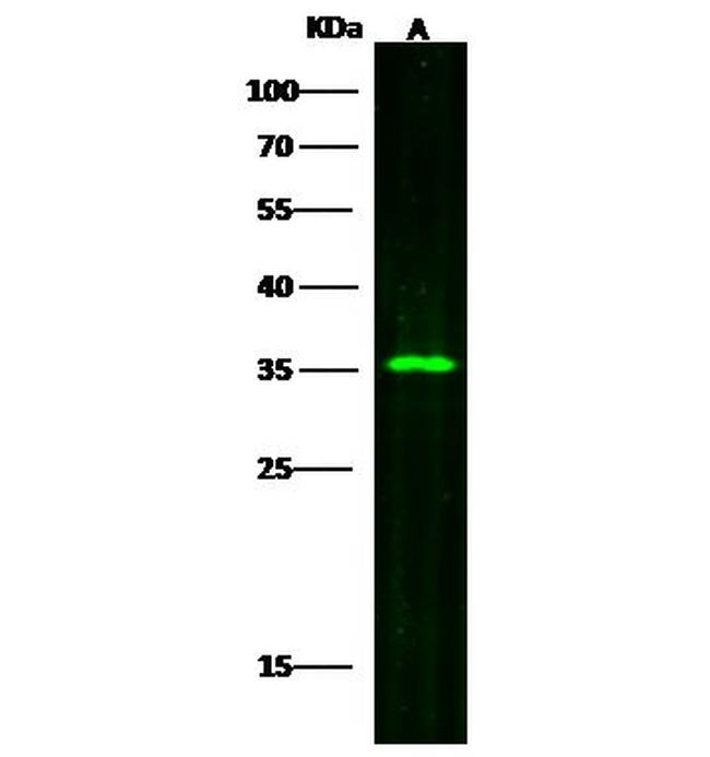 SULT2A1 Antibody in Western Blot (WB)