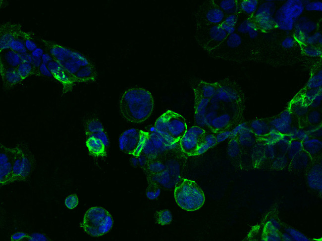 TROP2 Antibody in Immunocytochemistry (ICC/IF)