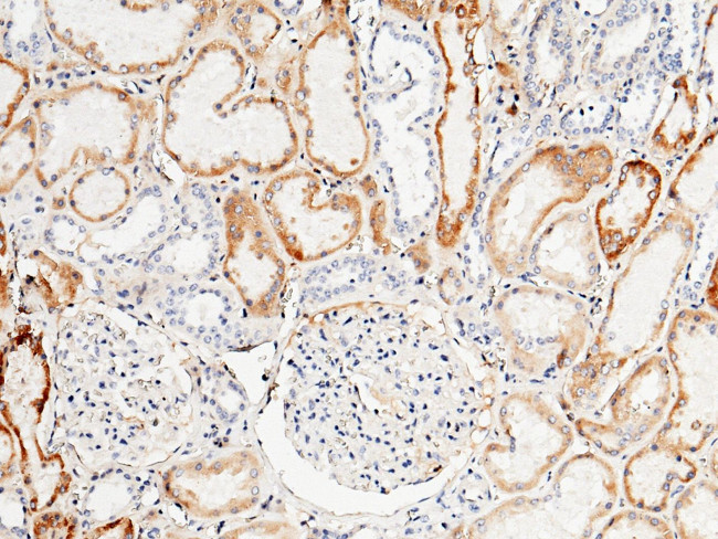 TFPI Antibody in Immunohistochemistry (Paraffin) (IHC (P))