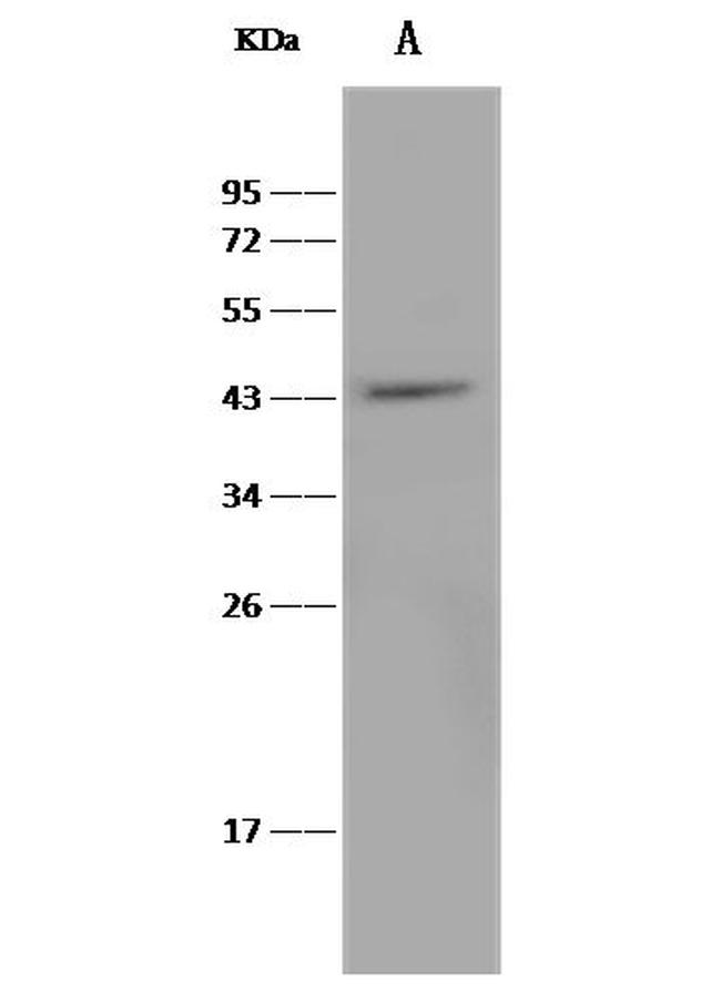 CD264 (TRAIL-R4) Antibody in Western Blot (WB)