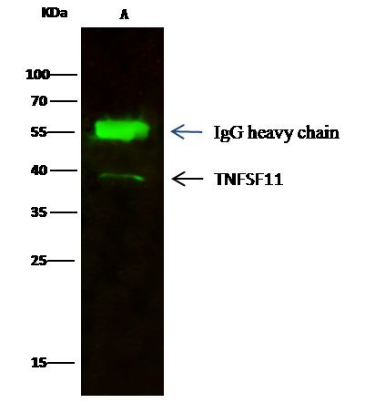 CD254 (RANK Ligand) Antibody in Immunoprecipitation (IP)