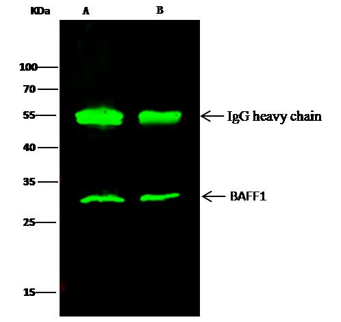 BAFF Antibody in Immunoprecipitation (IP)