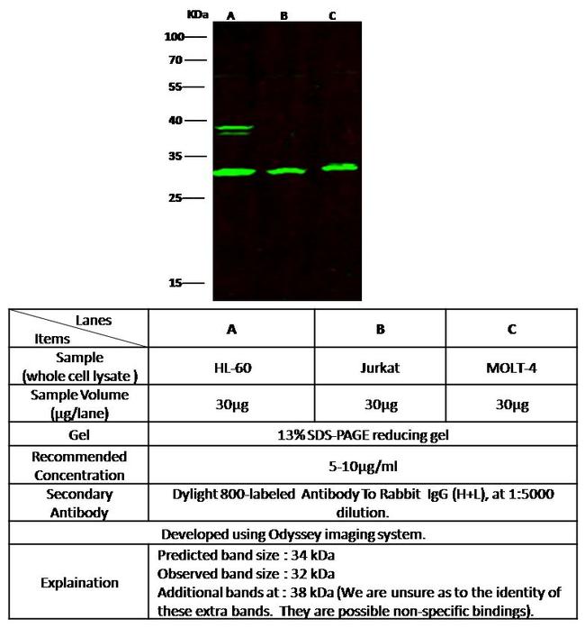 BAFF Antibody in Western Blot (WB)