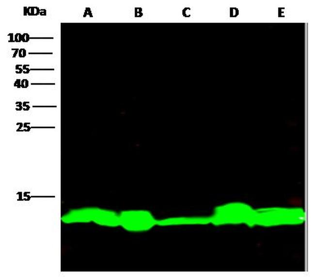 Thioredoxin 1 Antibody in Western Blot (WB)